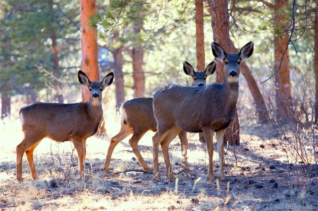 33550 Mount Wilson Road Pine CO 80470