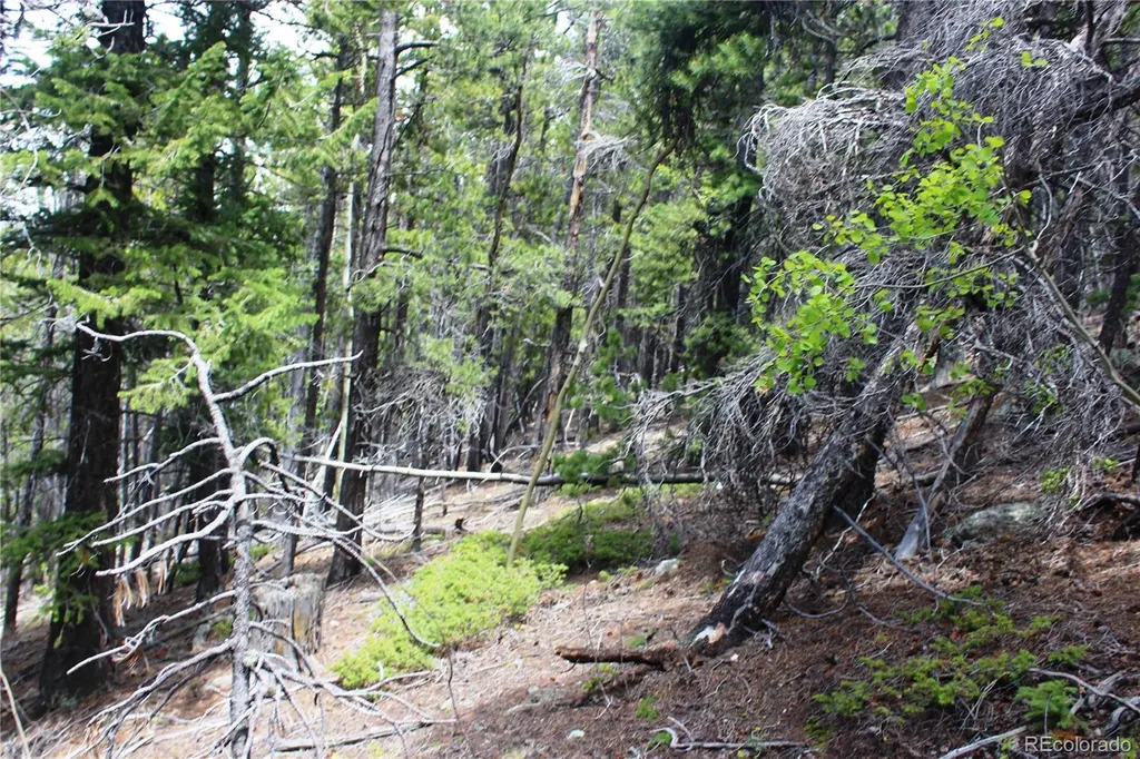 19129 Eliza Idaho Springs CO 80461