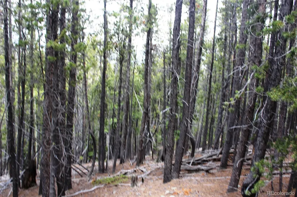 19129 Eliza Idaho Springs CO 80461