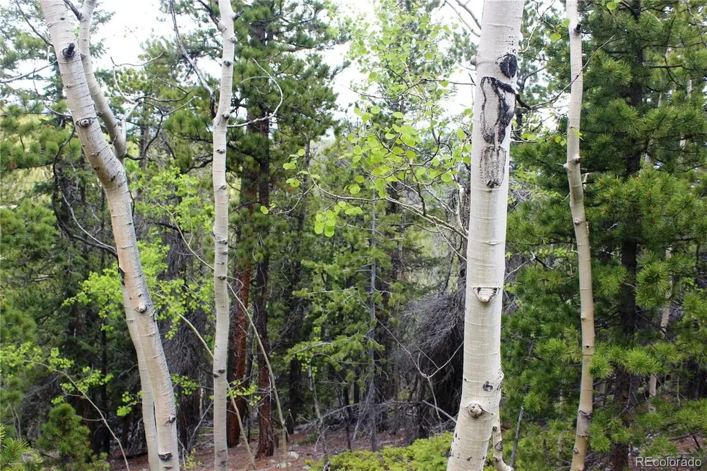 19129 Eliza Idaho Springs CO 80461