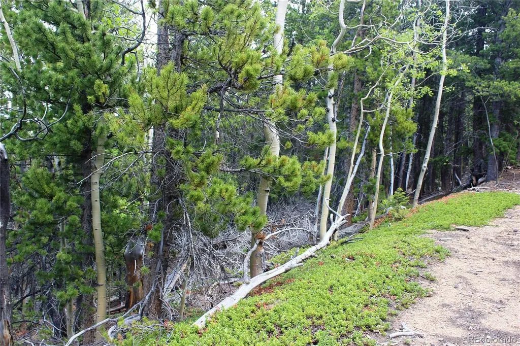 19129 Eliza Idaho Springs CO 80461