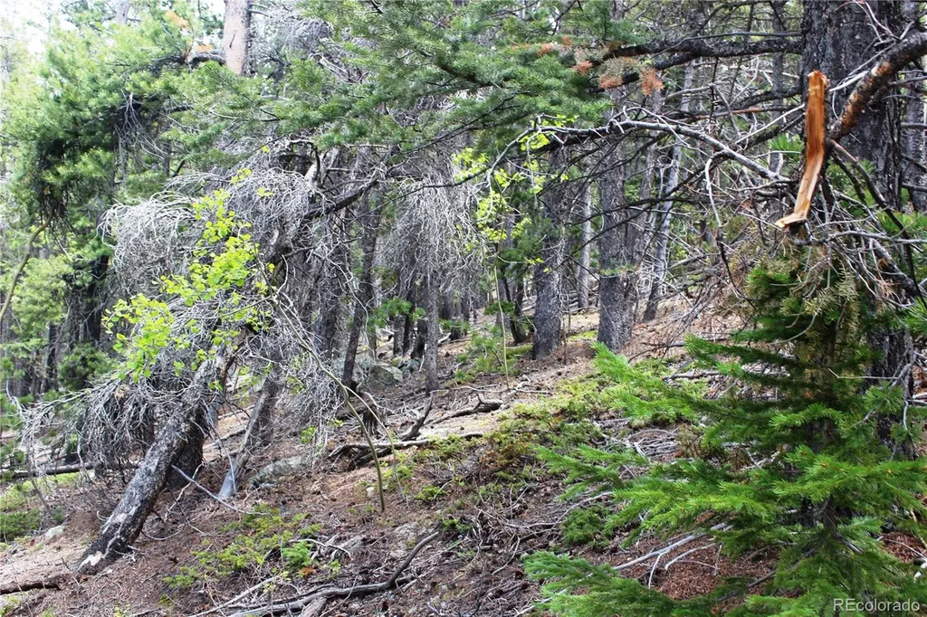 19129 Eliza Idaho Springs CO 80461