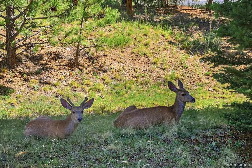 31719 Rocky Village Drive Evergreen CO 80439