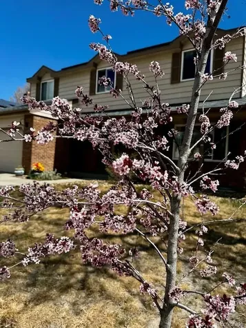 8330 Garland Drive Arvada CO 80005