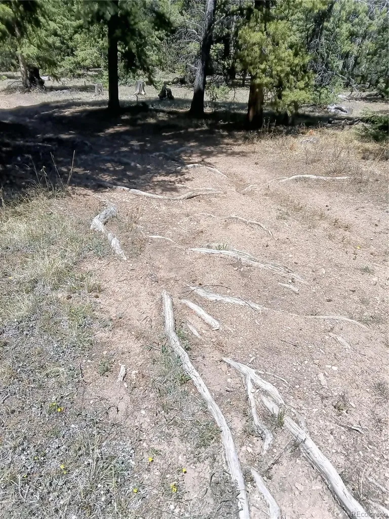 6020 Black Swan Leadville CO 80461