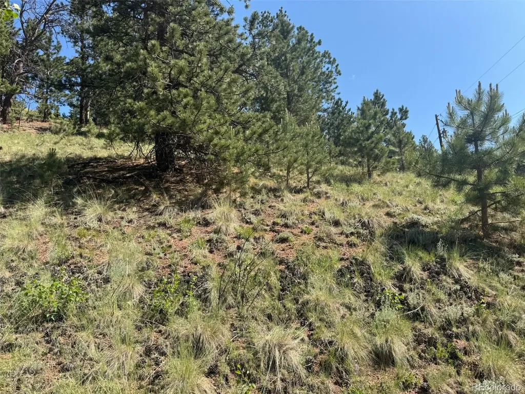 281 Pikes Peak Drive Divide CO 80814