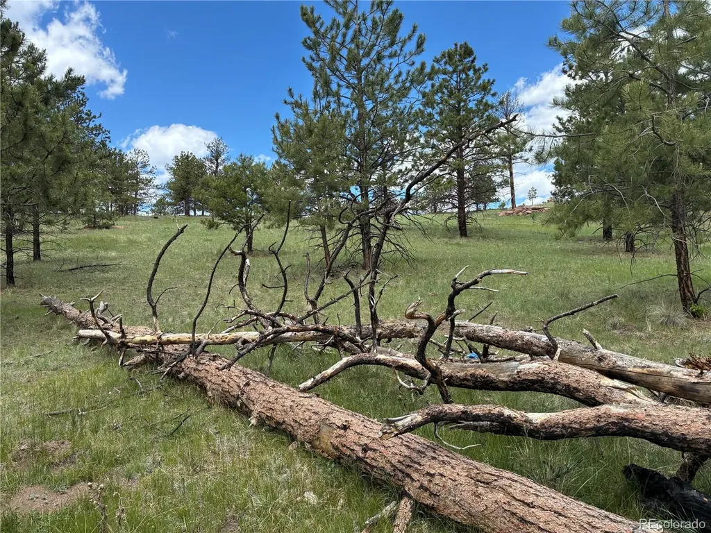 266 Chapparal Trail Florissant CO 80816