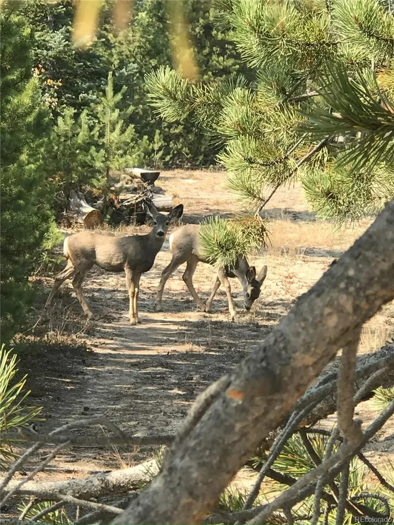 99 GCR 490 Grand Lake CO 80447