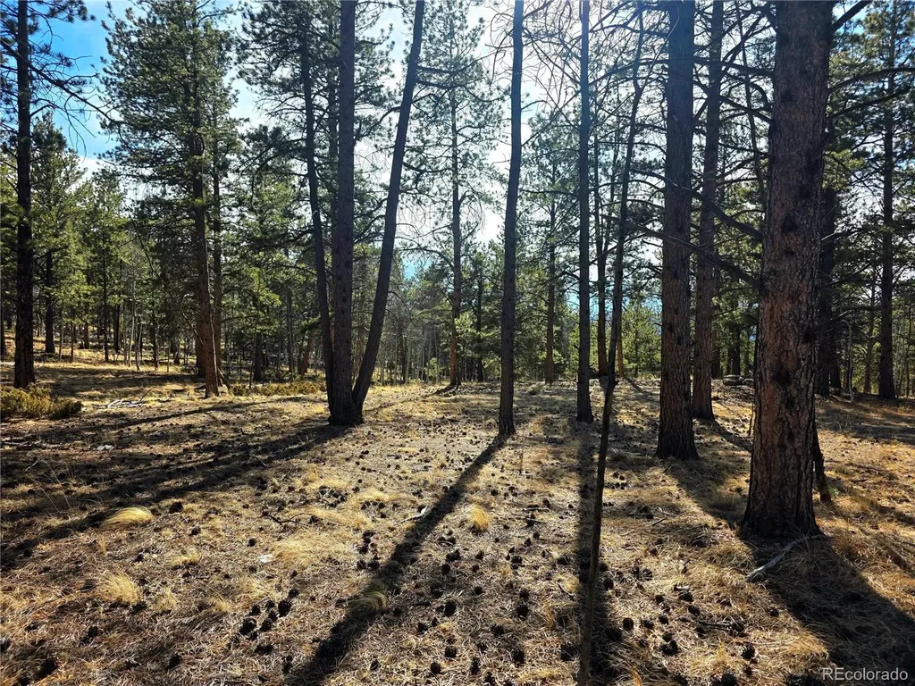 2063 Vagabond Creek Drive Lake George CO 80827