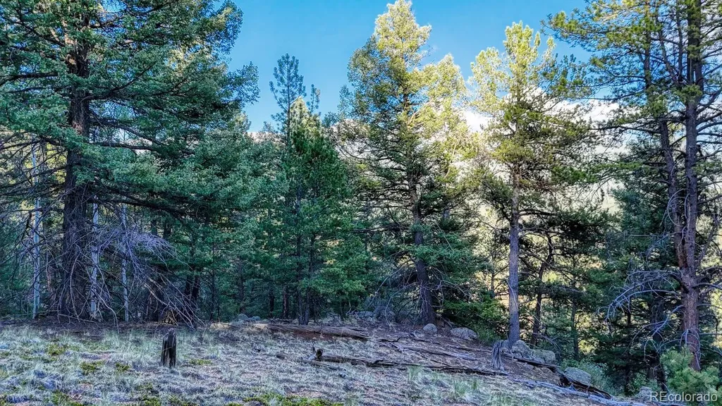 364 Blue Spruce Road Divide CO 80814