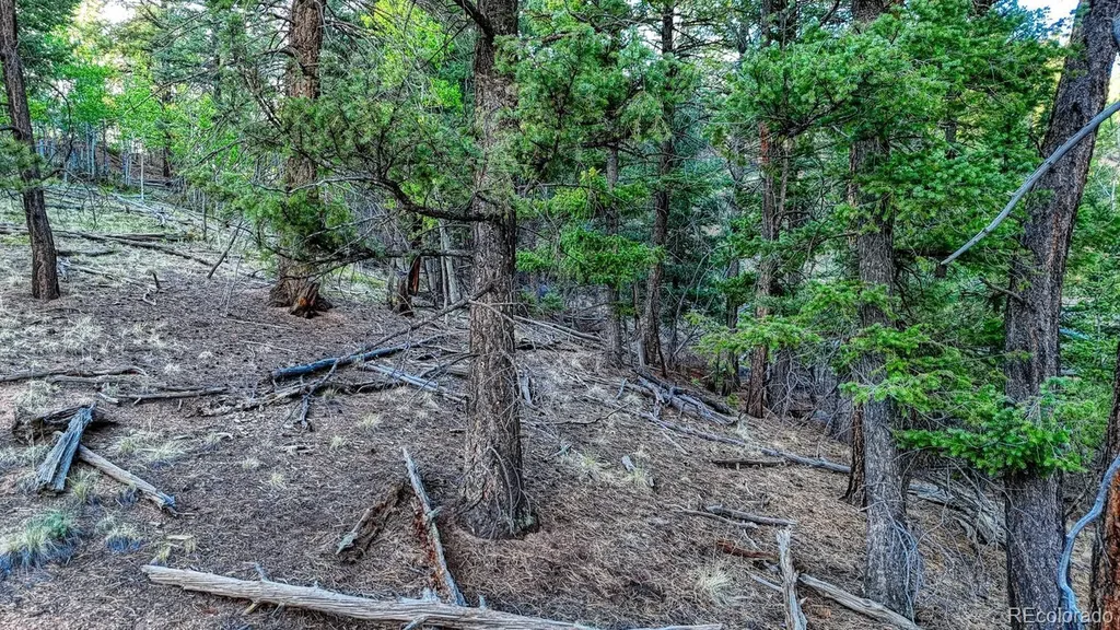 364 Blue Spruce Road Divide CO 80814