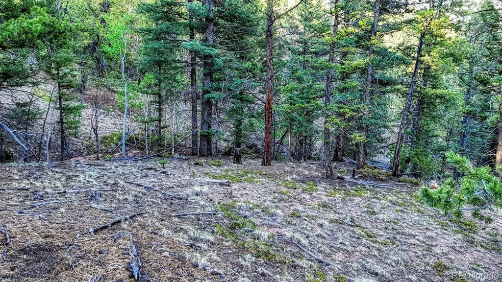 364 Blue Spruce Road Divide CO 80814