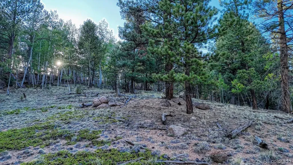 364 Blue Spruce Road Divide CO 80814