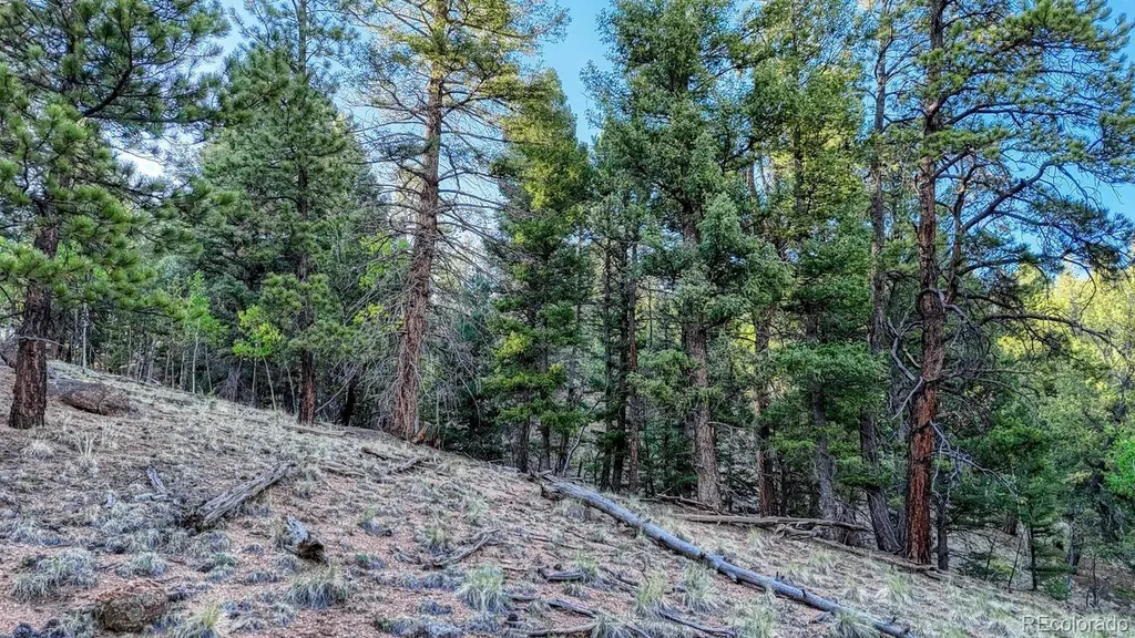 364 Blue Spruce Road Divide CO 80814
