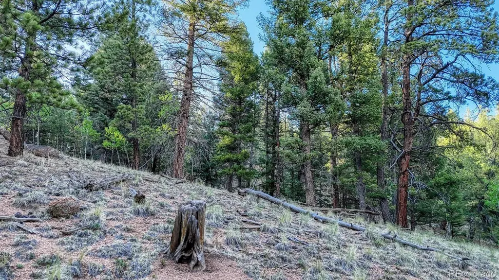 364 Blue Spruce Road Divide CO 80814