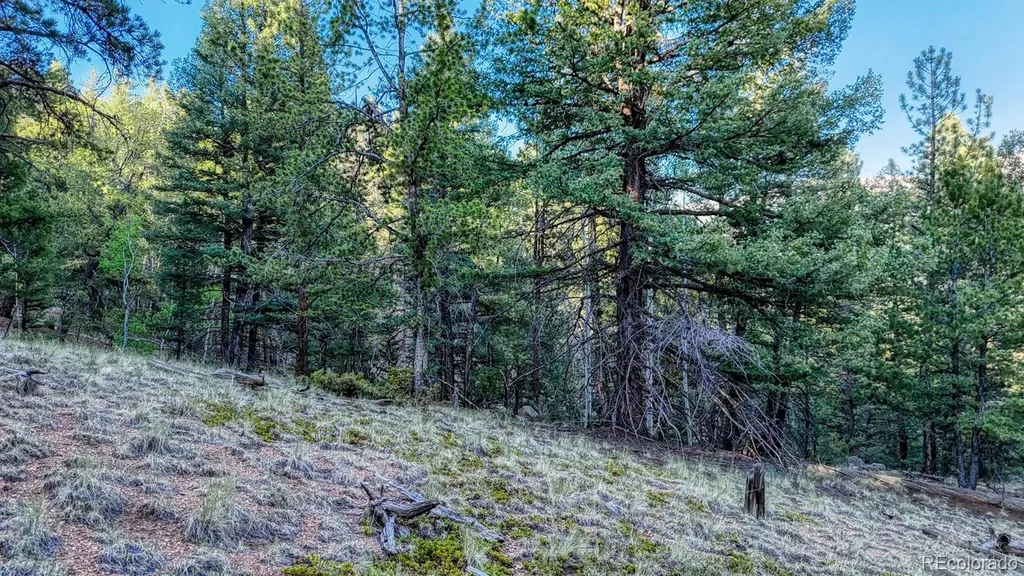 364 Blue Spruce Road Divide CO 80814