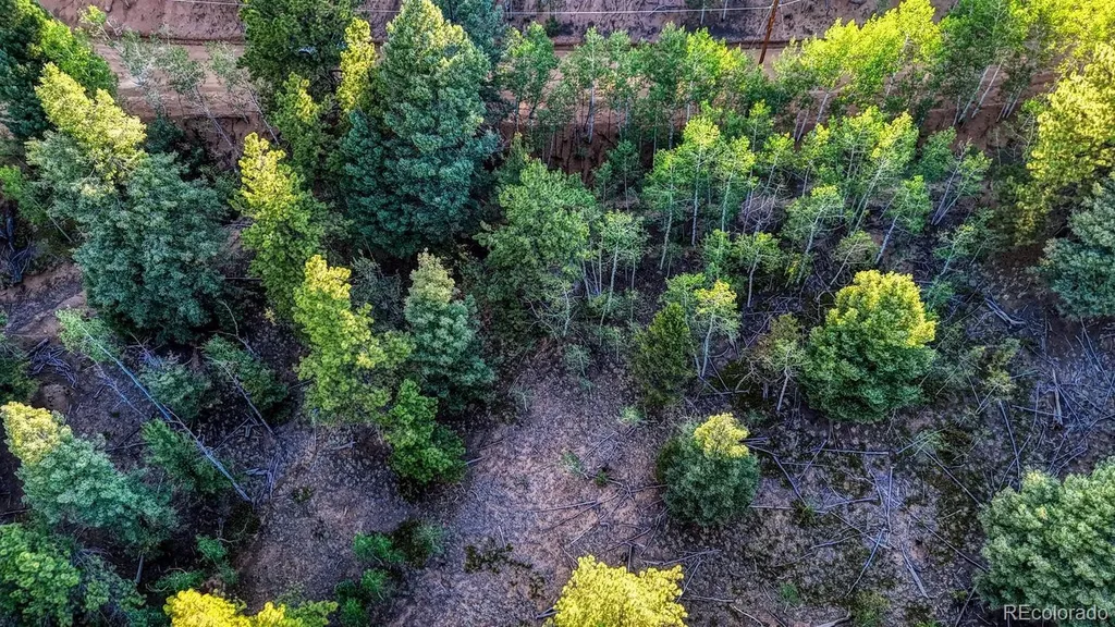 364 Blue Spruce Road Divide CO 80814
