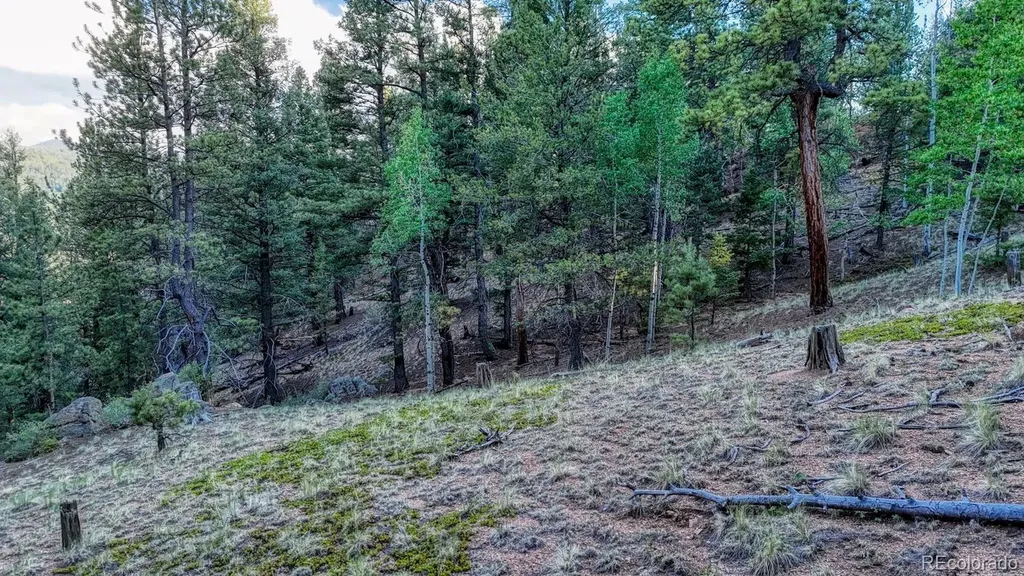 364 Blue Spruce Road Divide CO 80814