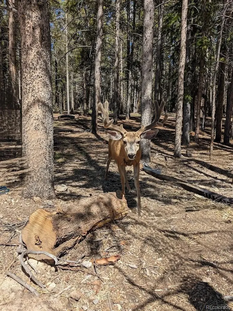 987 Ruby Lane Leadville CO 80461