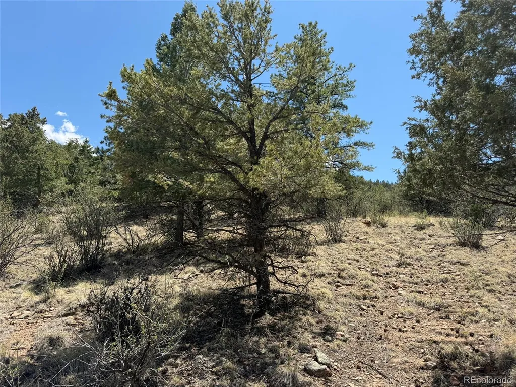 477 Bear Peak Road Westcliffe CO 81252