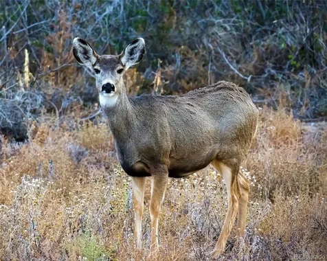 7708 Hawks Nest Trail Littleton CO 80125