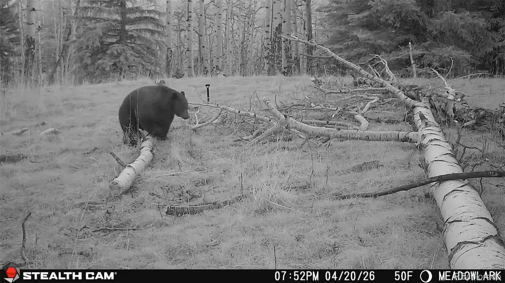 000 Snyder Mountain Road Evergreen CO 80439