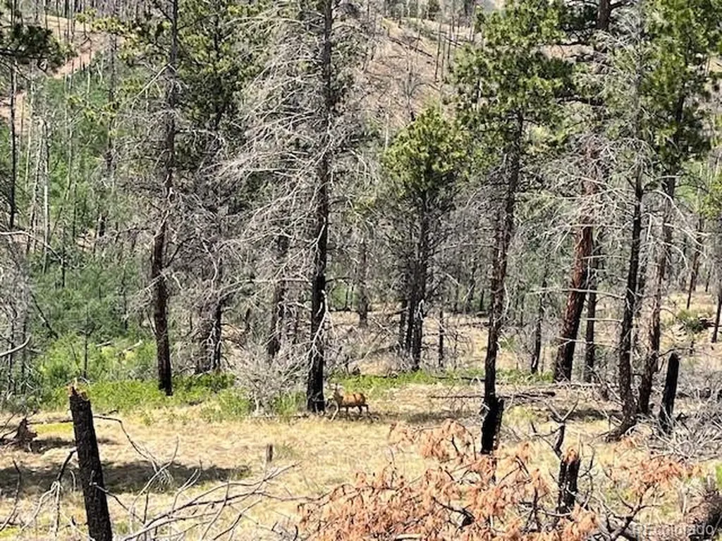 Lot 369-370 Powers Road Fort Garland CO 81133