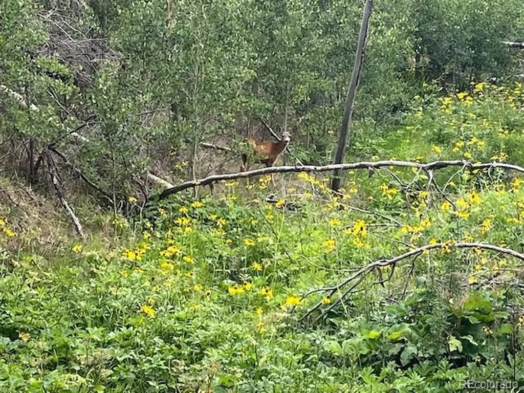 Lot 369-370 Powers Road Fort Garland CO 81133