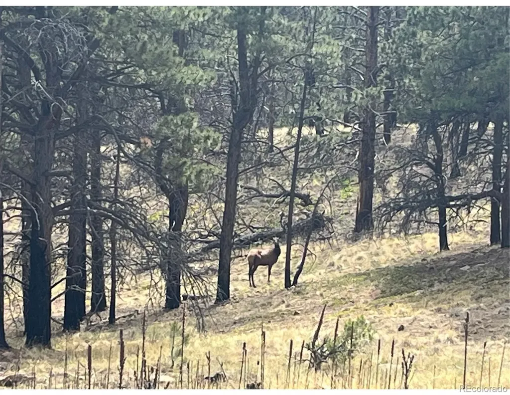 Lot 369-370 Powers Road Fort Garland CO 81133