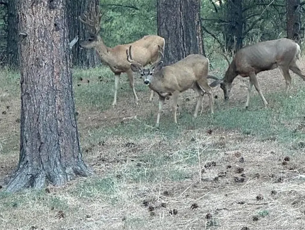 12799 Road 105 Mancos CO 81328