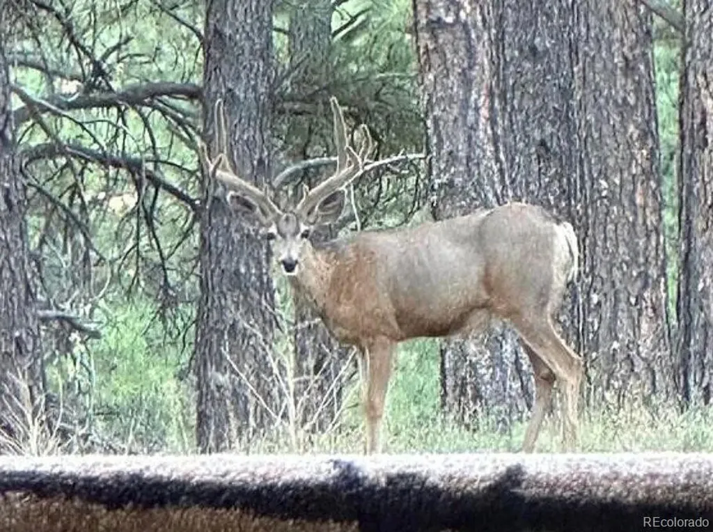 12799 Road 105 Mancos CO 81328