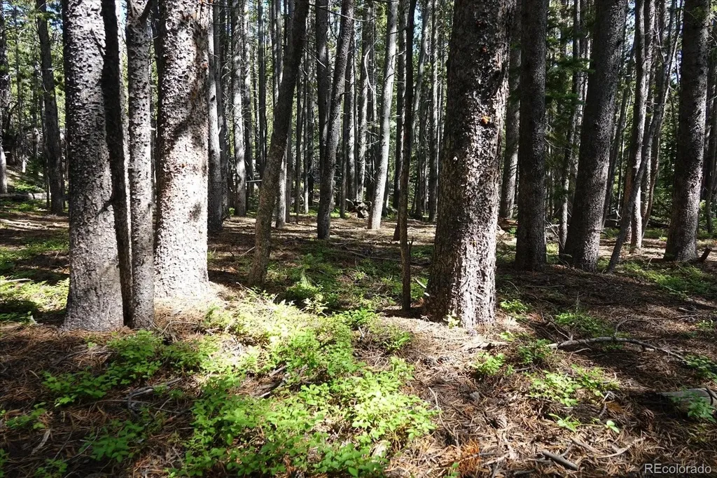 00 Upper Forest Road Idaho Springs CO 80452