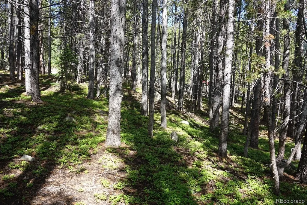 00 Upper Forest Road Idaho Springs CO 80452