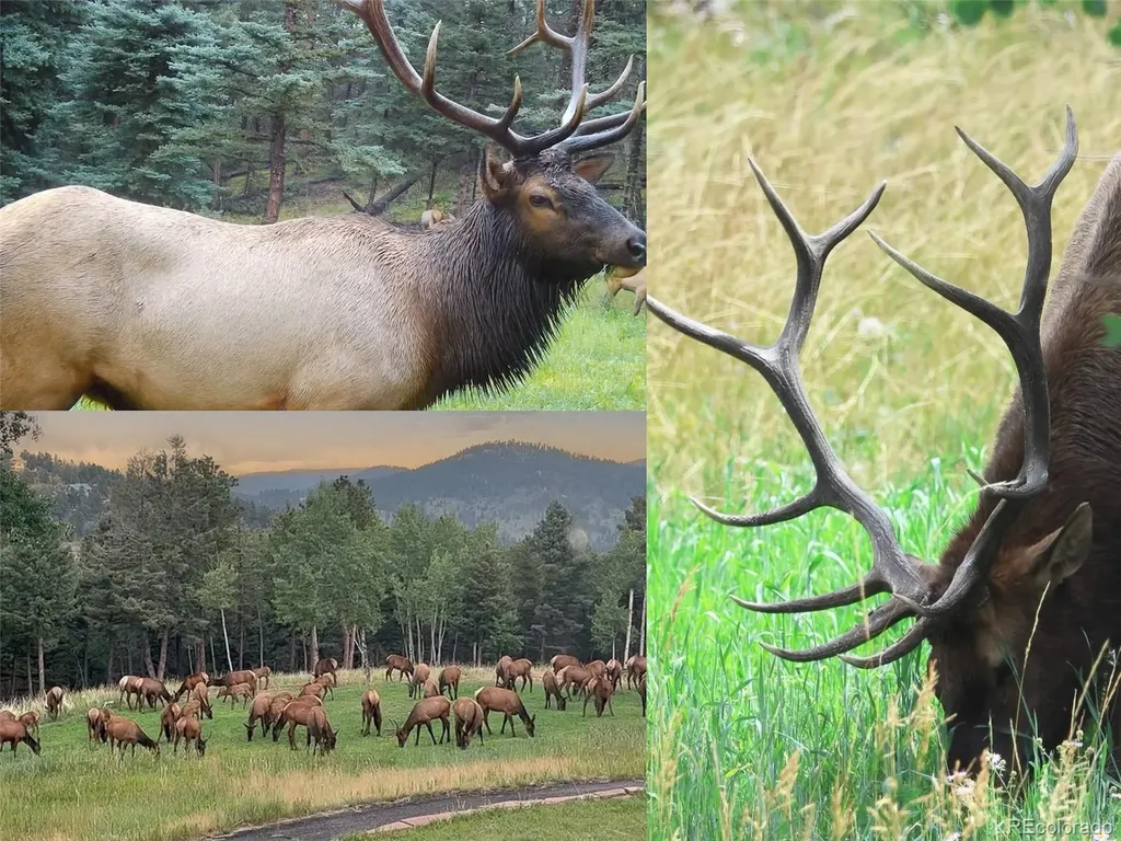 26545 Richmond Hill Road Conifer CO 80433