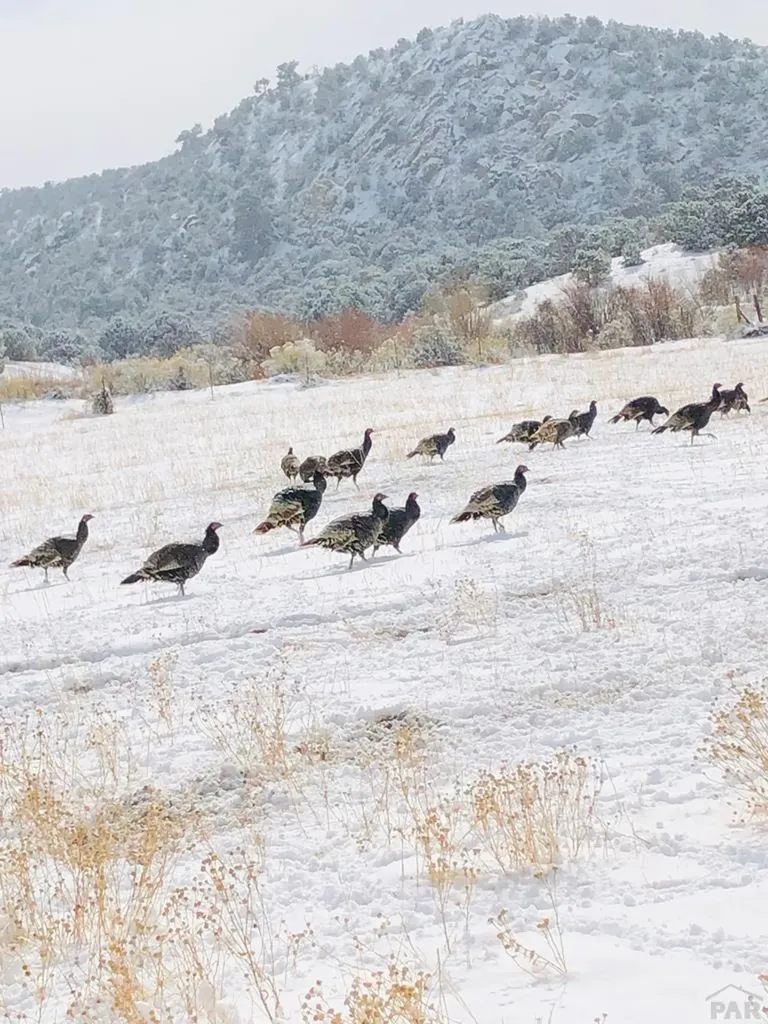 640 County Road 571 Gardner CO 81040