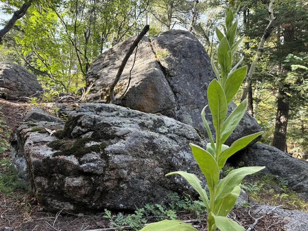 181 Lion Gulch Road Rye CO 81069