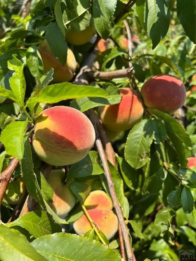 417 Greenwood Avenue Canon City CO 81212