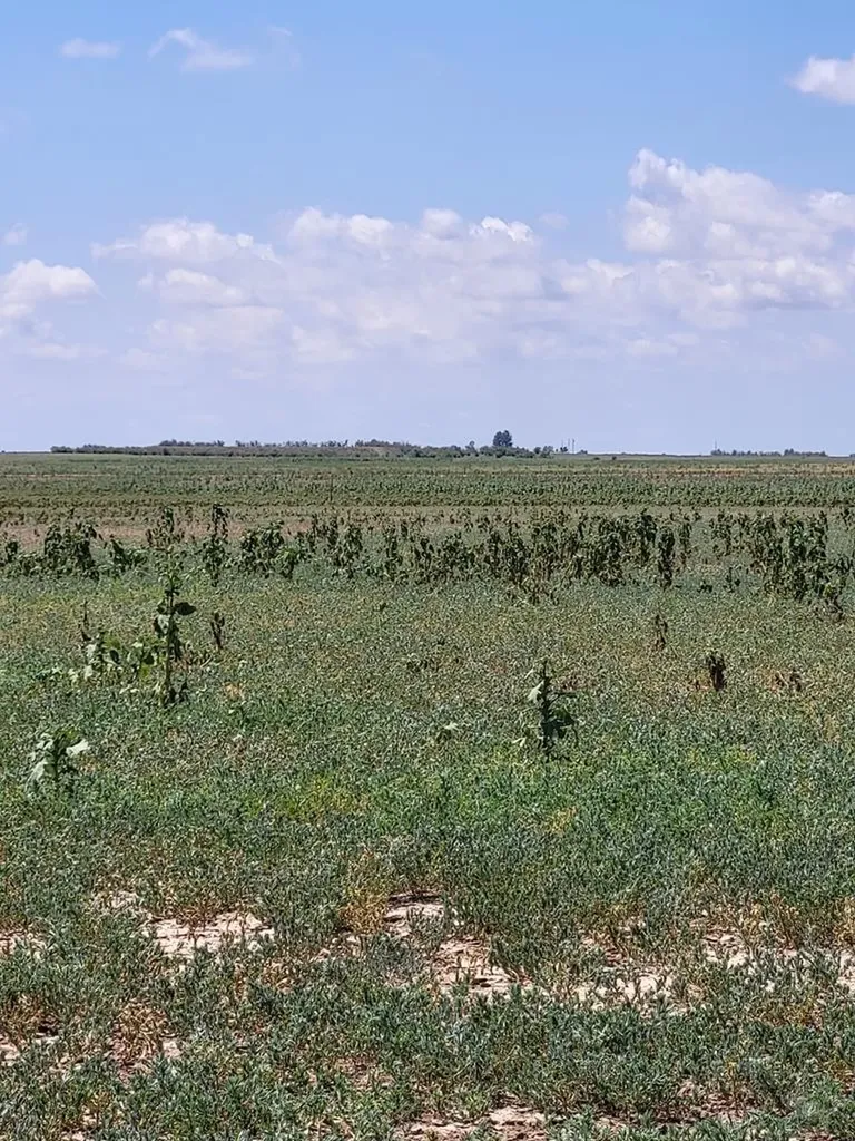 61776 Huckleberry Road Boone CO 81025