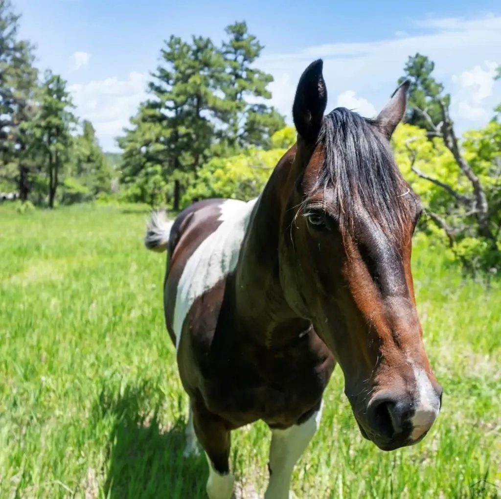 8221 Cuerna Verde Road Rye CO 81069