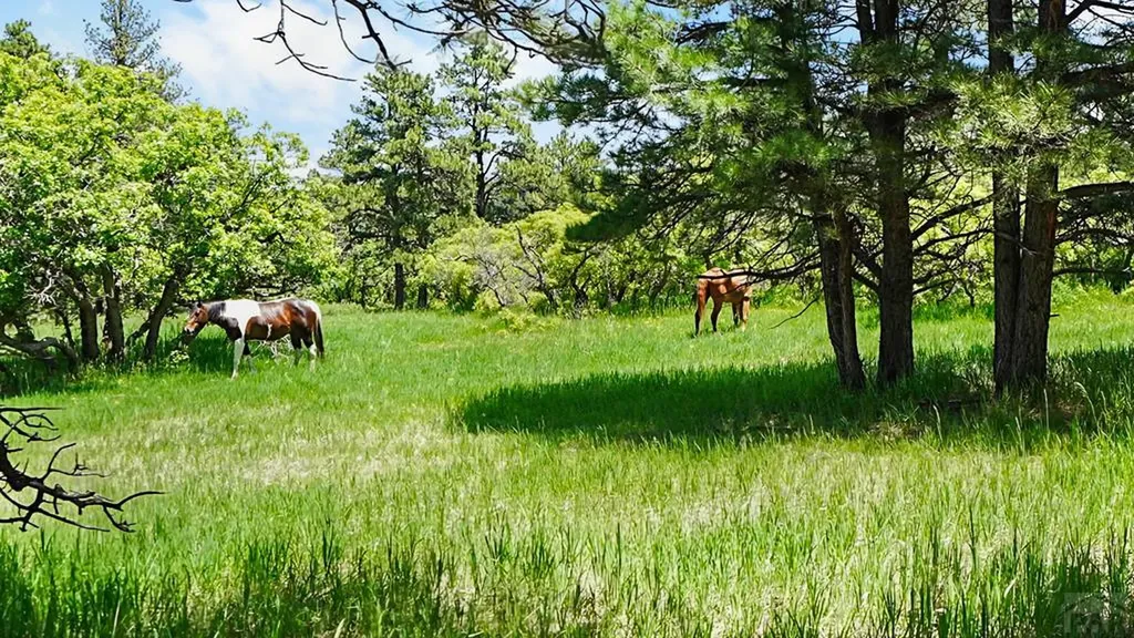 8221 Cuerna Verde Road Rye CO 81069