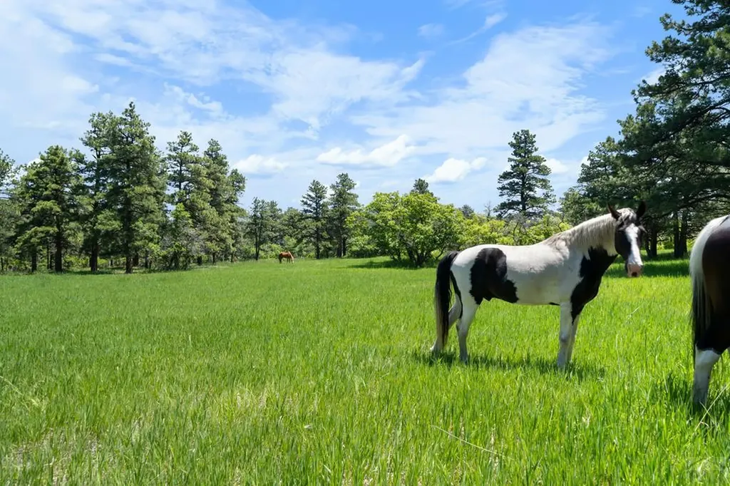 8221 Cuerna Verde Road Rye CO 81069