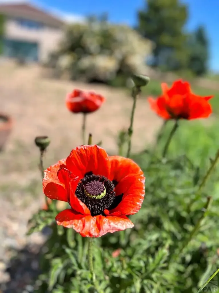 4480 Sandy Creek Drive Colorado City CO 81019