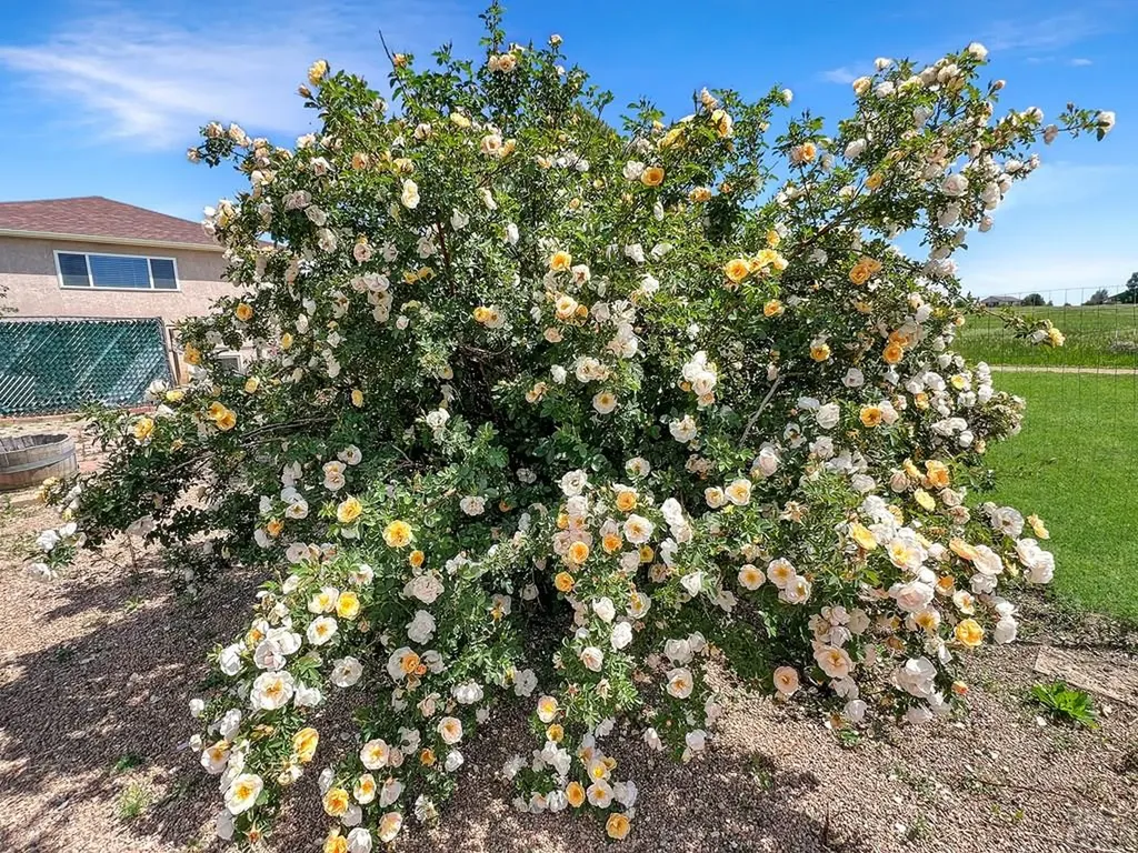 4480 Sandy Creek Drive Colorado City CO 81019