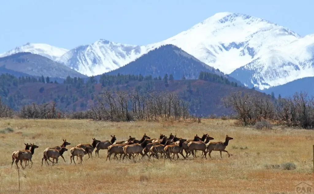 741 Big Wall Lane La Veta CO 81055