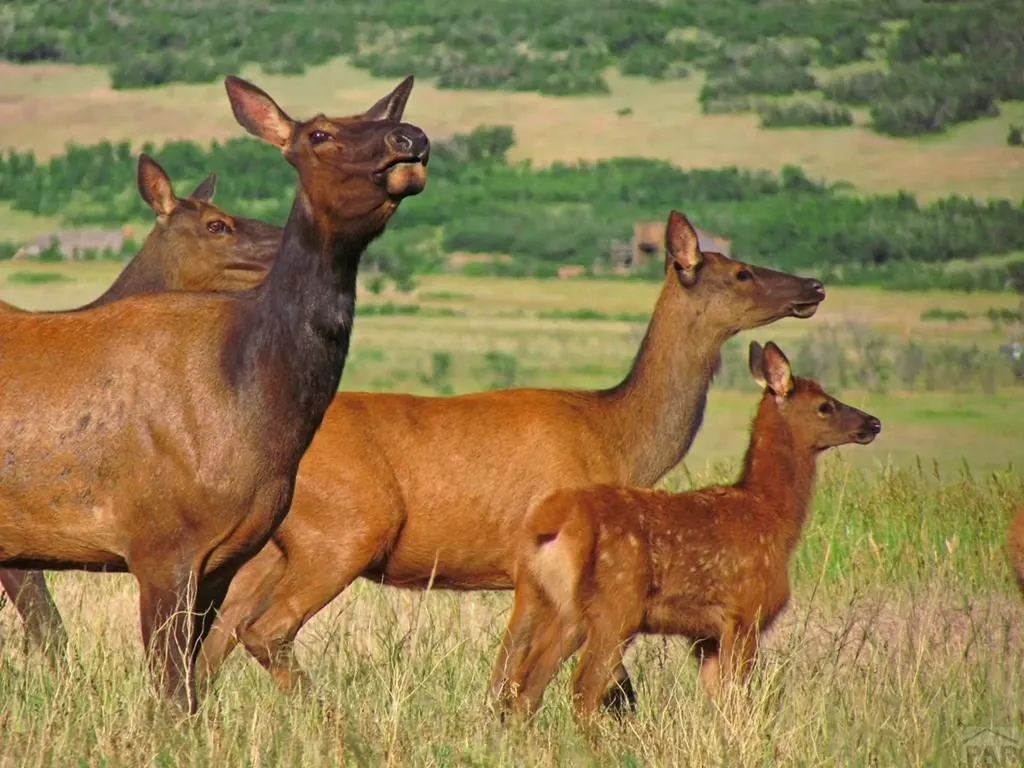 741 Big Wall Lane La Veta CO 81055