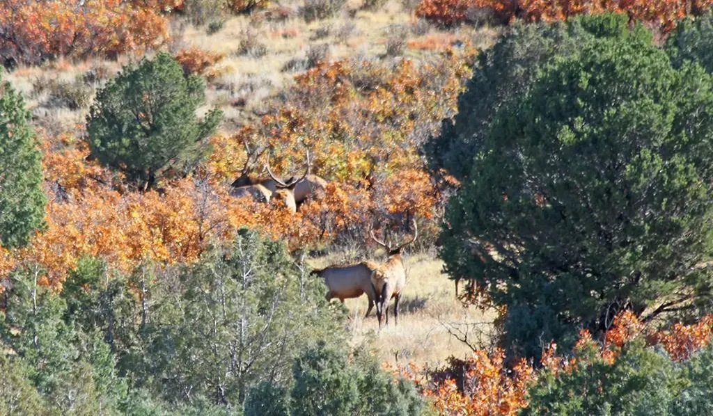 741 Big Wall Lane La Veta CO 81055