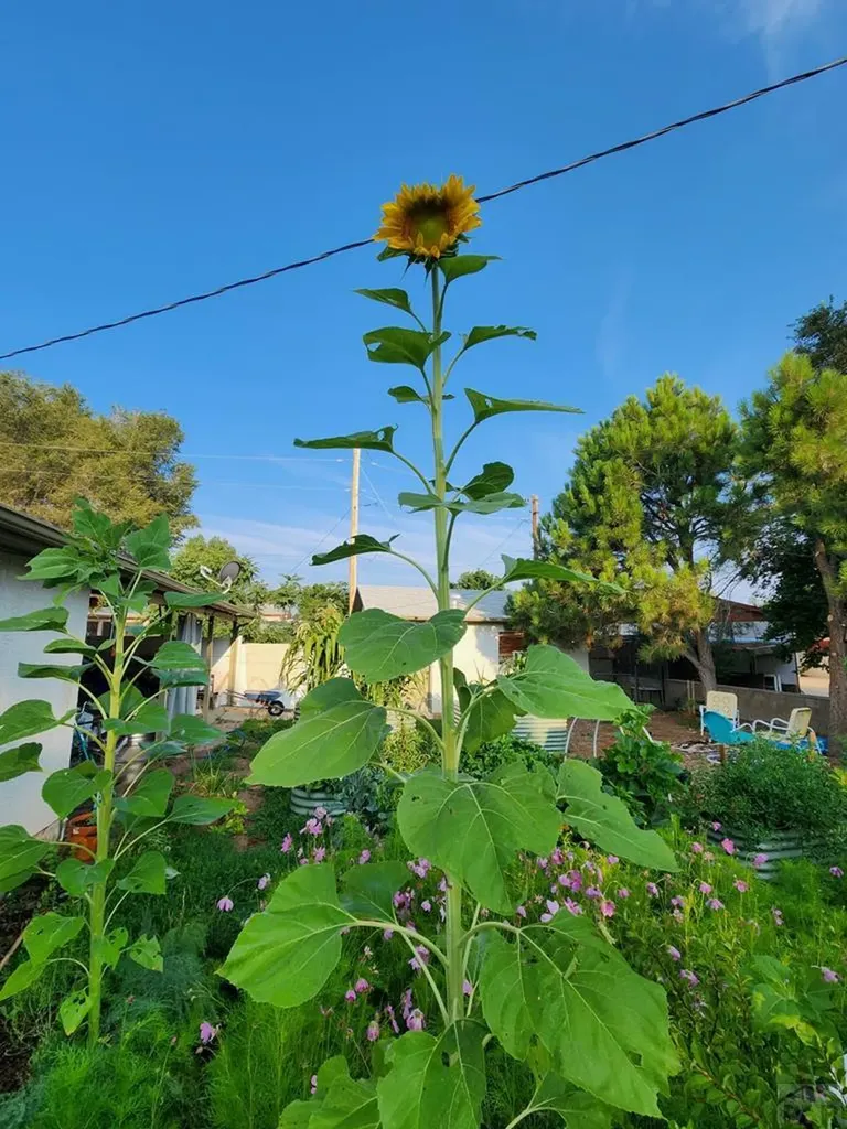 3503 Baystate Avenue Pueblo CO 81005