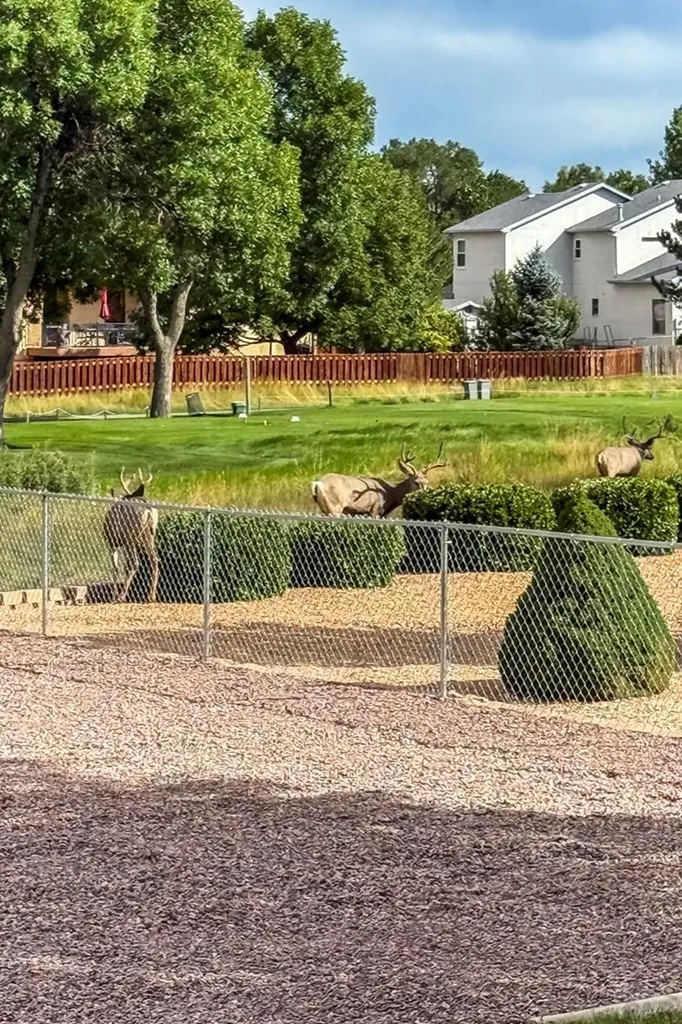 293 W Hahns Peak Avenue Pueblo West CO 81007