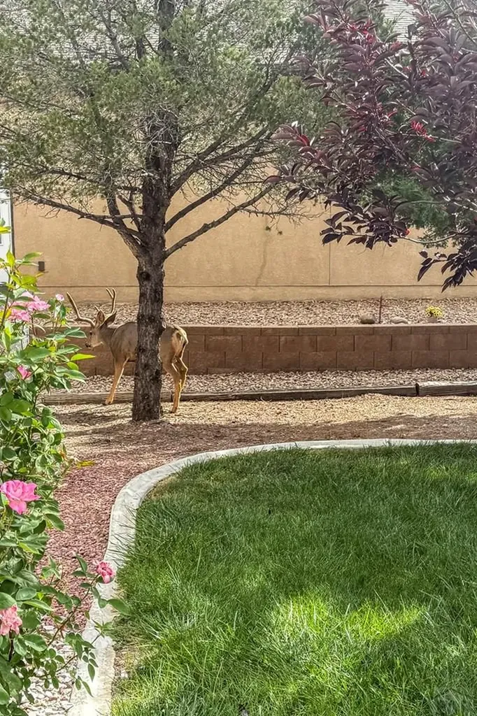 293 W Hahns Peak Avenue Pueblo West CO 81007