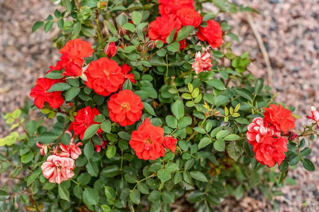 4212 Getaway Place Pueblo CO 81008